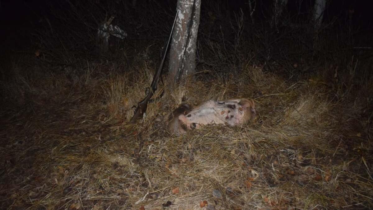 Погоня за вооруженными браконьерами попала на видео в СКО