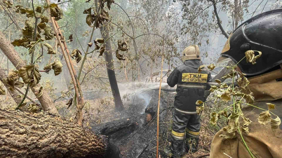 Очередной фейк про лесные пожары в Абайской области распространяется в соцсетях