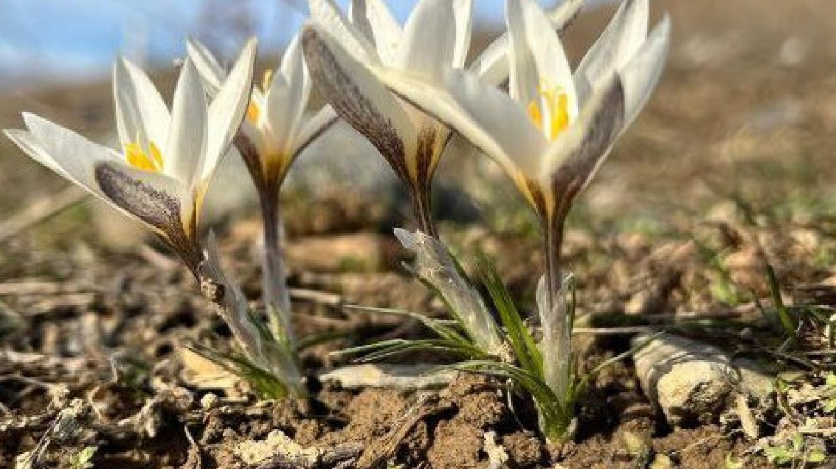 Елімізде сирек кездесетін өсімдіктер гүлдей бастады