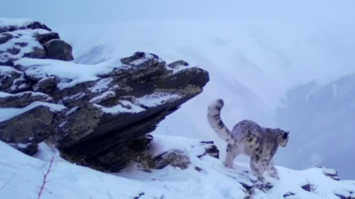 Snow leopard captured in Katon-Karagay National Park Snow leopard captured in Katon-Karagay National Park