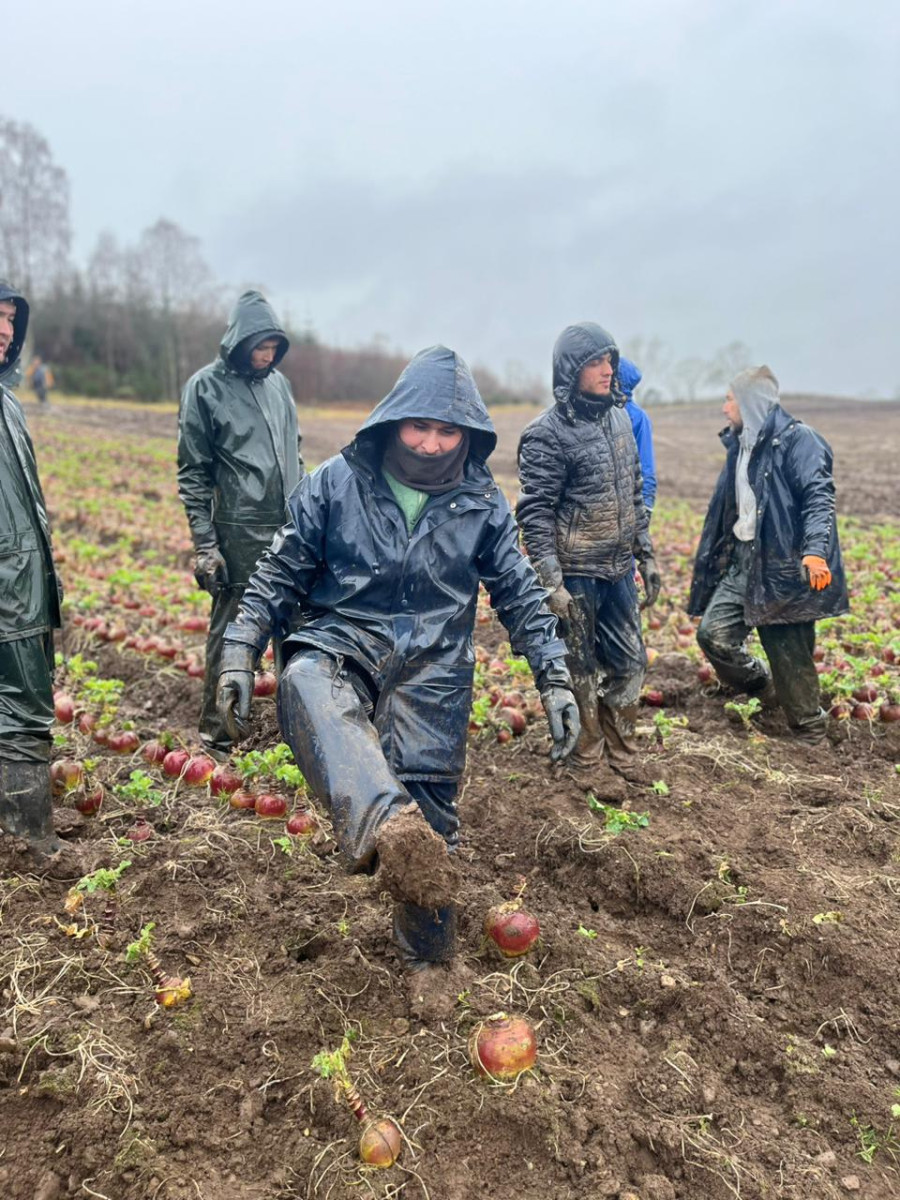 Жұмысы ауыр болса, жалақысы жоғары - Шотландияда құлпынай өсіретін қазақ жігіті