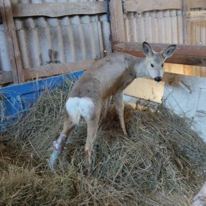 Участковый и егерь спасли косулю в Костанайской области