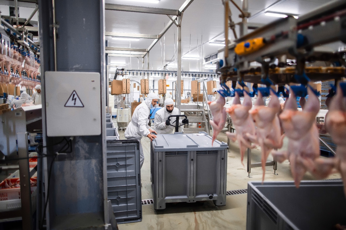 Poultry industry is boosting as a domestic demand increases