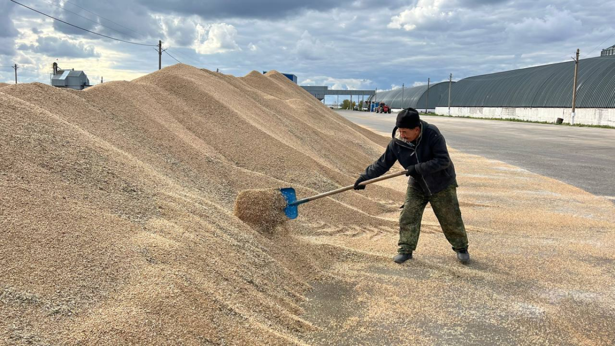 Как убирают урожай и сушат зерно фермеры села Жалтыр