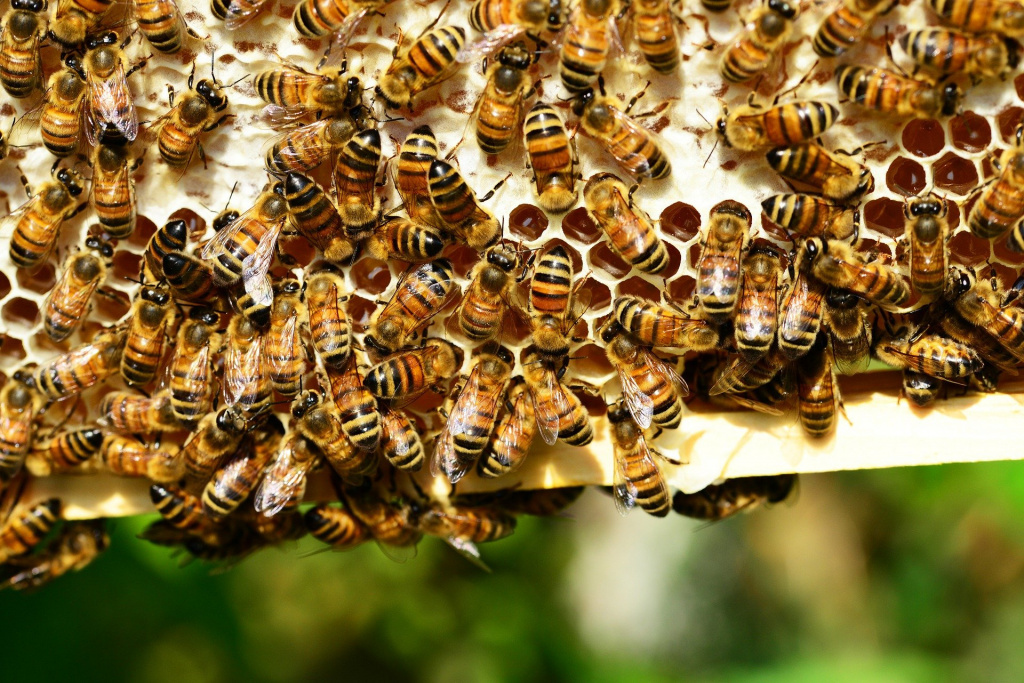 Общественная жизнь пчелы и человека оказалась похожа