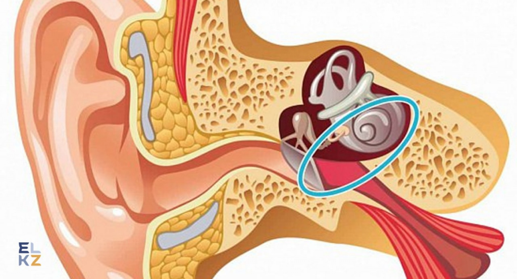 What are the ways to prevent and treat the various diseases?