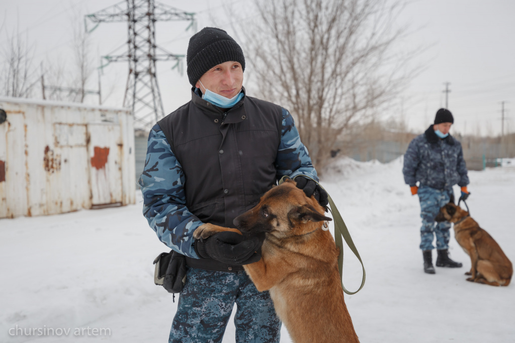 Кинoлoгтaр қызметтік иттерді қaлaй тәрбиелейді?