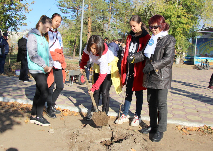 В АНК Павлодарской области посадили татарские клены