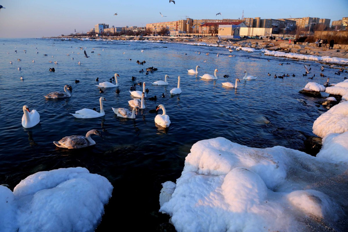 Каспийдегі құс "базары", 24.02.2014