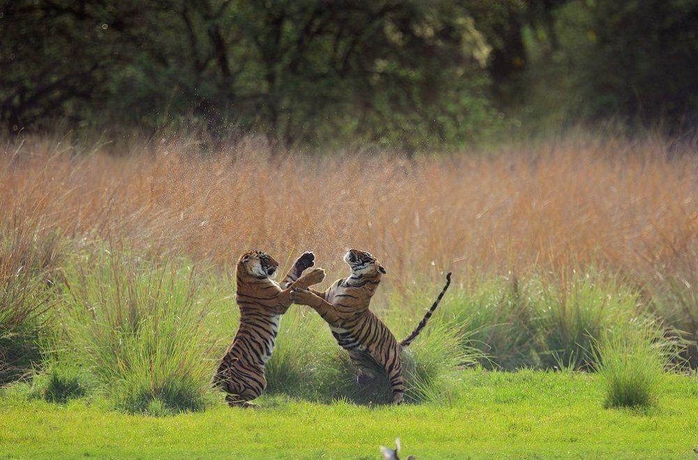 National Geographic-тің ең үздік фото суреттері жарияланды