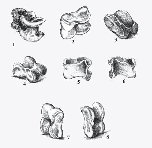 1 - алшы, 2 - тәйке, 3 - бүге, 4 - шіге, 5 - оңқай, 6 - солақай, 7 - омпы, 8 - шоңқай. Суретші Ж.Шәйкен