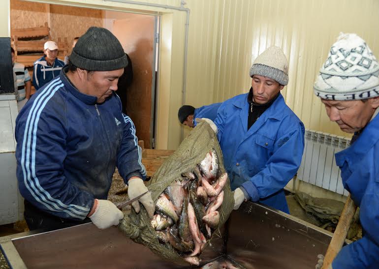 Аралда балық өндіру екі есе өсті