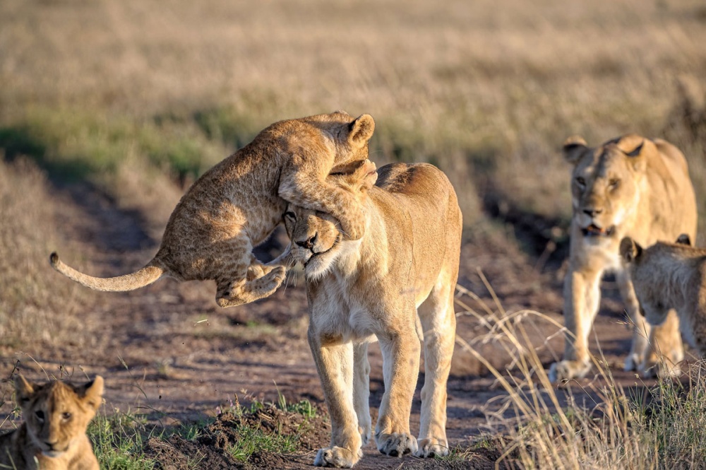 National Geographic-тің ең үздік фото суреттері жарияланды