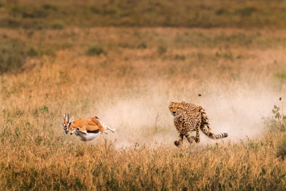 National Geographic-тің ең үздік фото суреттері жарияланды