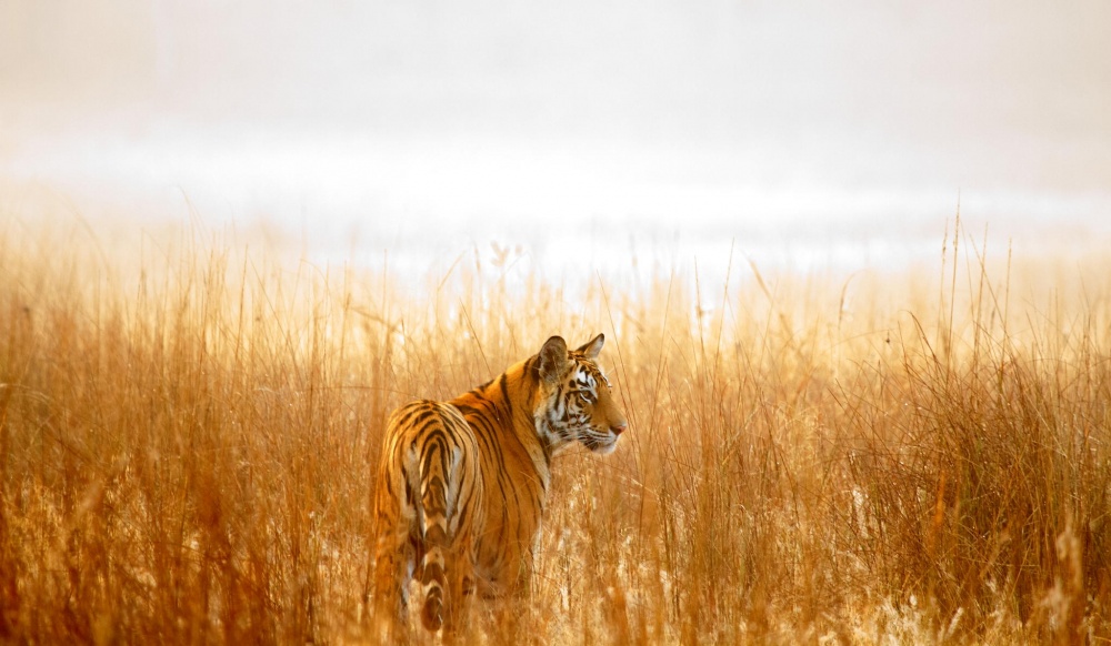 National Geographic-тің ең үздік фото суреттері жарияланды